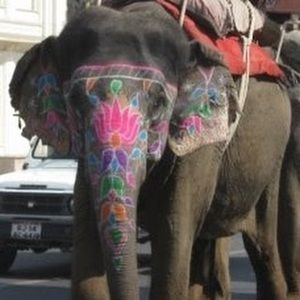 Meet your Posher, Maxine